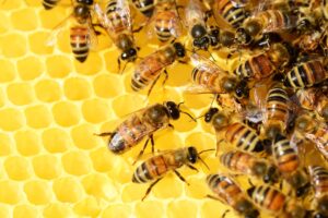 Comment réagir face à une attaque de Frelon Asiatique sur les ruches