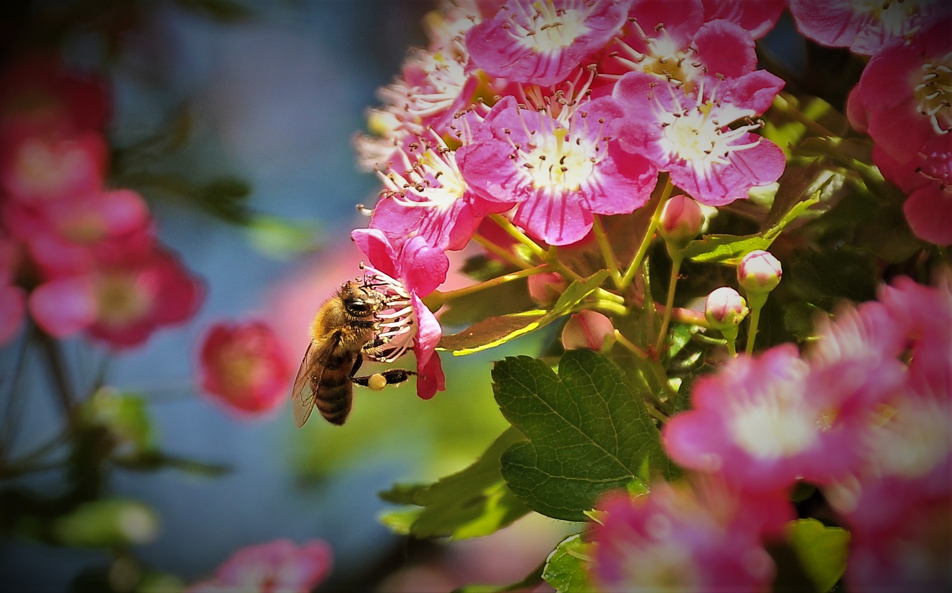 Fête de l'abeille et de l'environnement 2024