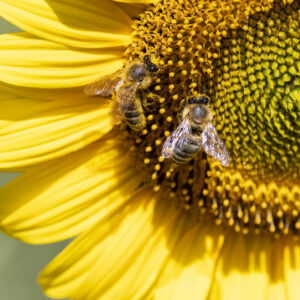 Fête de l'abeille et de l'environnement 2025