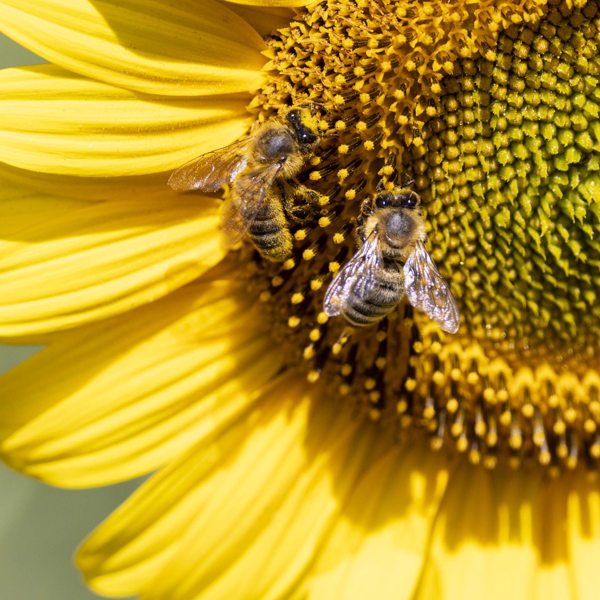 Fête de l'abeille et de l'environnement 2025